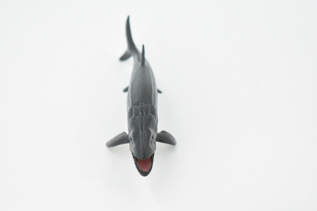 Leedsichthys, Extinct Jurassic Fish, Leeds' fish, Museum Quality, Rubber, Hand Painted, Realistic, Diorama Model, Kids, Educational,  4 Inches.  