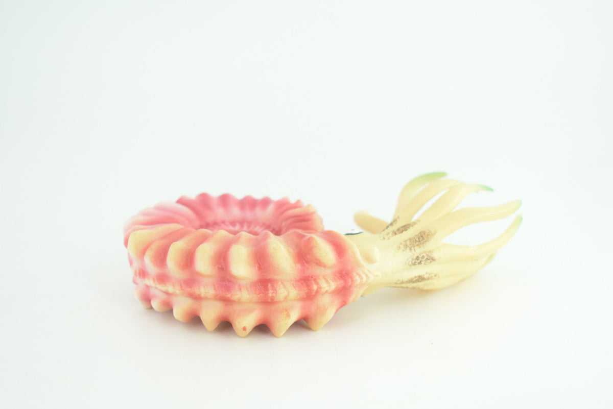 Ammonite, Prehistoric Marine Animal, Ocean Fossil, Museum Quality, Rubber, Hand Painted, Realistic Toy Figure, Diorama Model, Kids, Educational, Gift,   6 Inches.   CH1049 BB220