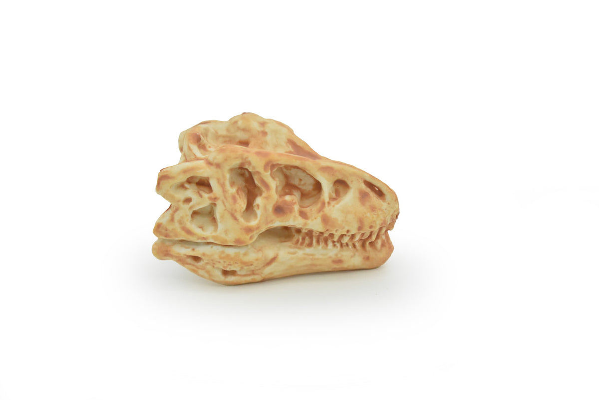 T-Rex, Tyrannosaurus Rex Dinosaur, Skull Fossil, king of the tyrant lizards, Very Realistic, Hard Rubber, Educational, Figure, Diorama Model, Prehistoric, Bones, Toy, 2 Inches 