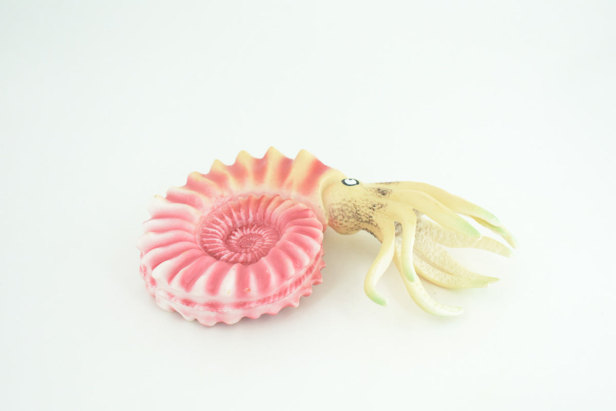 Ammonite, Prehistoric Marine Animal, Ocean Fossil, Museum Quality, Rubber, Hand Painted, Realistic Toy Figure, Diorama Model, Kids, Educational, Gift,   6 Inches.   CH1049 BB220