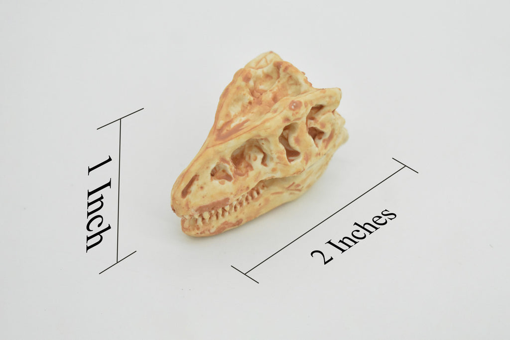 T-Rex, Tyrannosaurus Rex Dinosaur, Skull Fossil, king of the tyrant lizards, Very Realistic, Hard Rubber, Educational, Figure, Diorama Model, Prehistoric, Bones, Toy, 2 Inches 