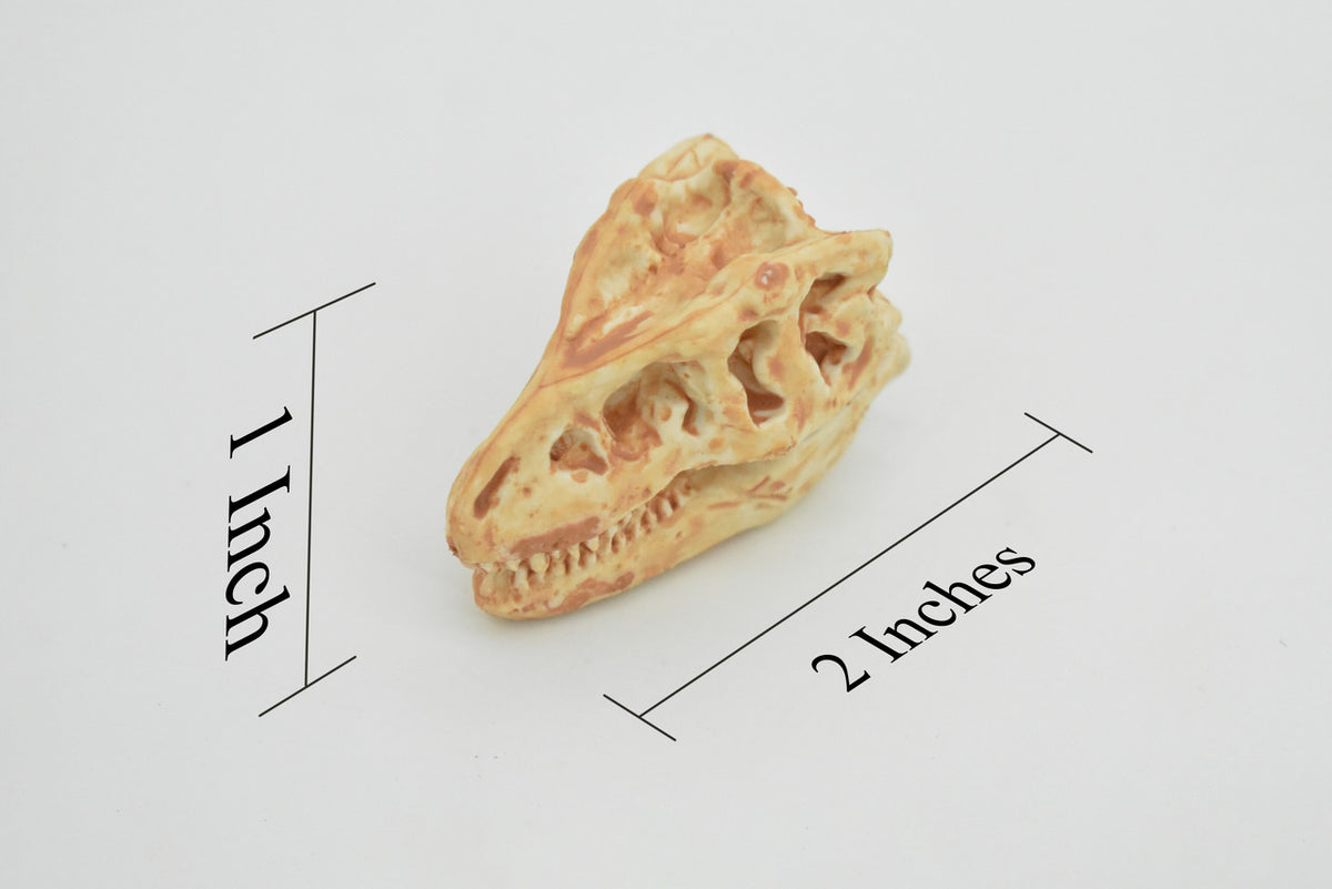 T-Rex, Tyrannosaurus Rex Dinosaur, Skull Fossil, king of the tyrant lizards, Very Realistic, Hard Rubber, Educational, Figure, Diorama Model, Prehistoric, Bones, Toy, 2 Inches 