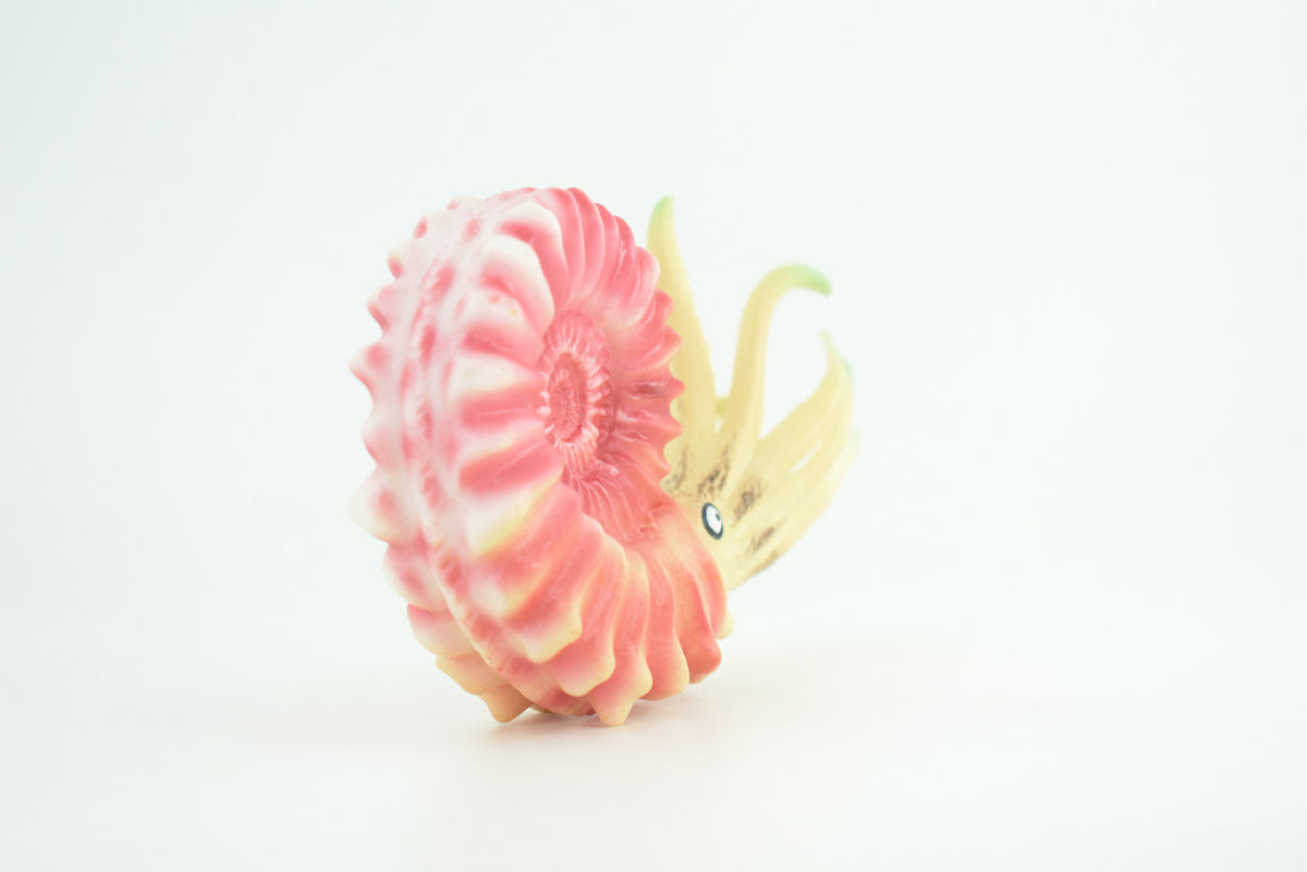 Ammonite, Prehistoric Marine Animal, Ocean Fossil, Museum Quality, Rubber, Hand Painted, Realistic Toy Figure, Diorama Model, Kids, Educational, Gift,   6 Inches.   CH1049 BB220