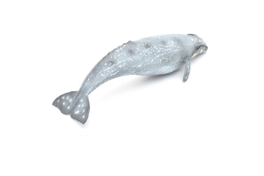 Gray Whale, Realistic Toy Model Plastic Replica Animal, Kids Educational Gift    11"    M032-B635