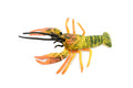 Crawfish, Crayfish, Museum Quality, Hand Painted, Rubber Crustaceans, Educational, Realistic, Lifelike, Educational, Gift,       4 1/2"      CH303 BB129