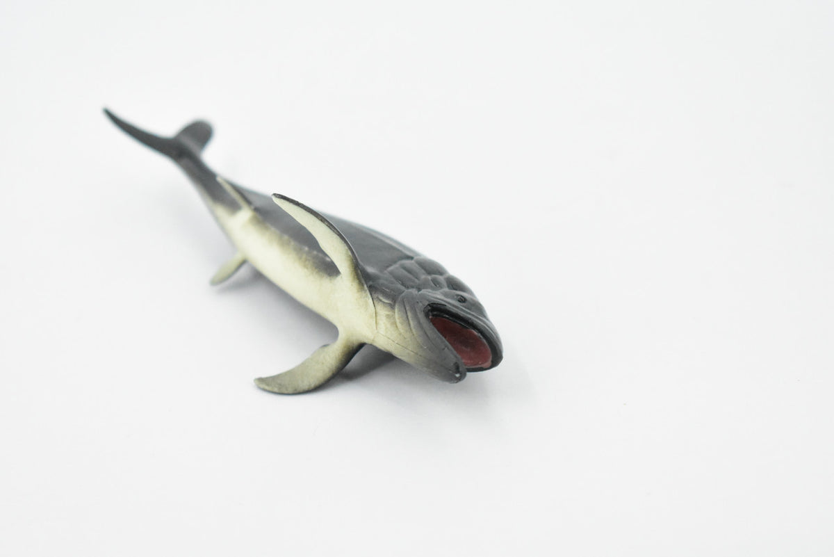 Leedsichthys, Extinct Jurassic Fish, Leeds' fish, Museum Quality, Rubber, Hand Painted, Realistic, Diorama Model, Kids, Educational, Gift,       4 Inches.       CH428 BB109