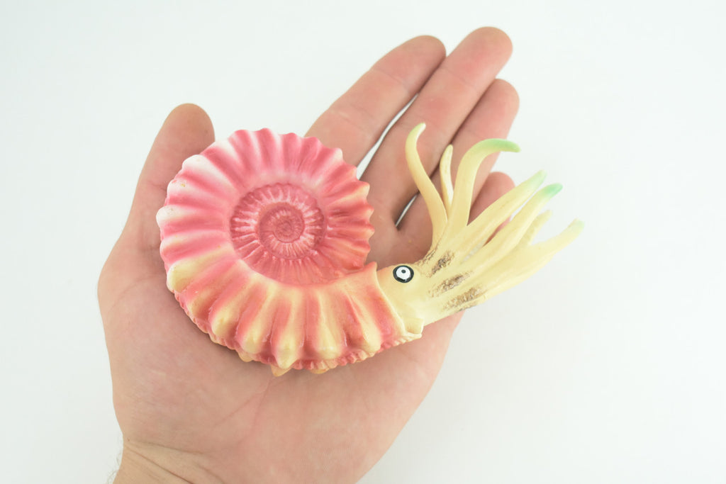 Ammonite, Prehistoric Marine Animal, Ocean Fossil, Museum Quality, Rubber, Hand Painted, Realistic Toy Figure, Diorama Model, Kids, Educational, Gift, 6 Inches. CH1049 BB220