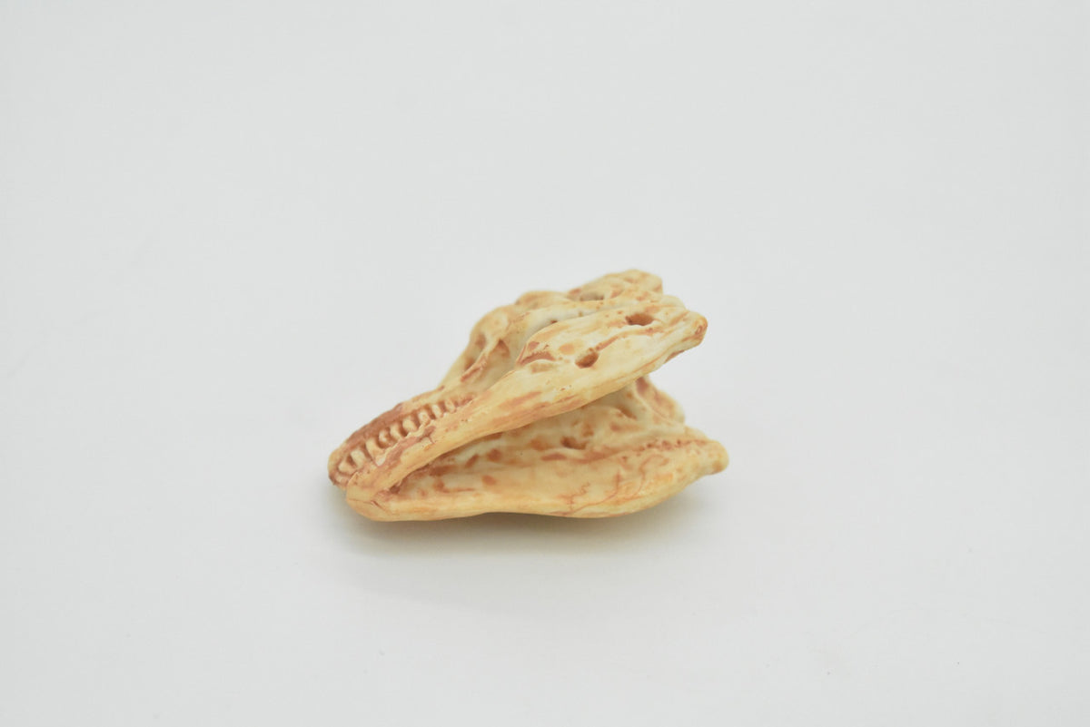 T-Rex, Tyrannosaurus Rex Dinosaur, Skull Fossil, king of the tyrant lizards, Very Realistic, Hard Rubber, Educational, Figure, Diorama Model, Prehistoric, Bones, Toy, Gift,   2 Inches  CH124 B231