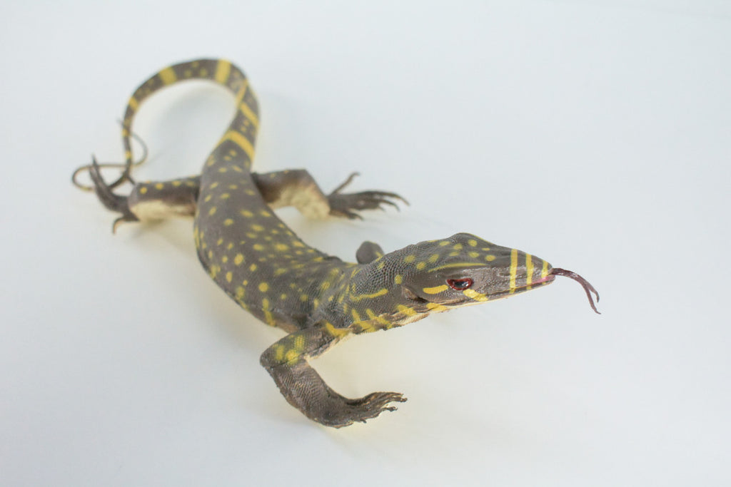 Monitor Lizard, Hand Painted, High Quality, Hard Rubber Lizard, Realistic Reptile, Toy Figure, Model, Replica, Kids, Educational,  13 Inches.
