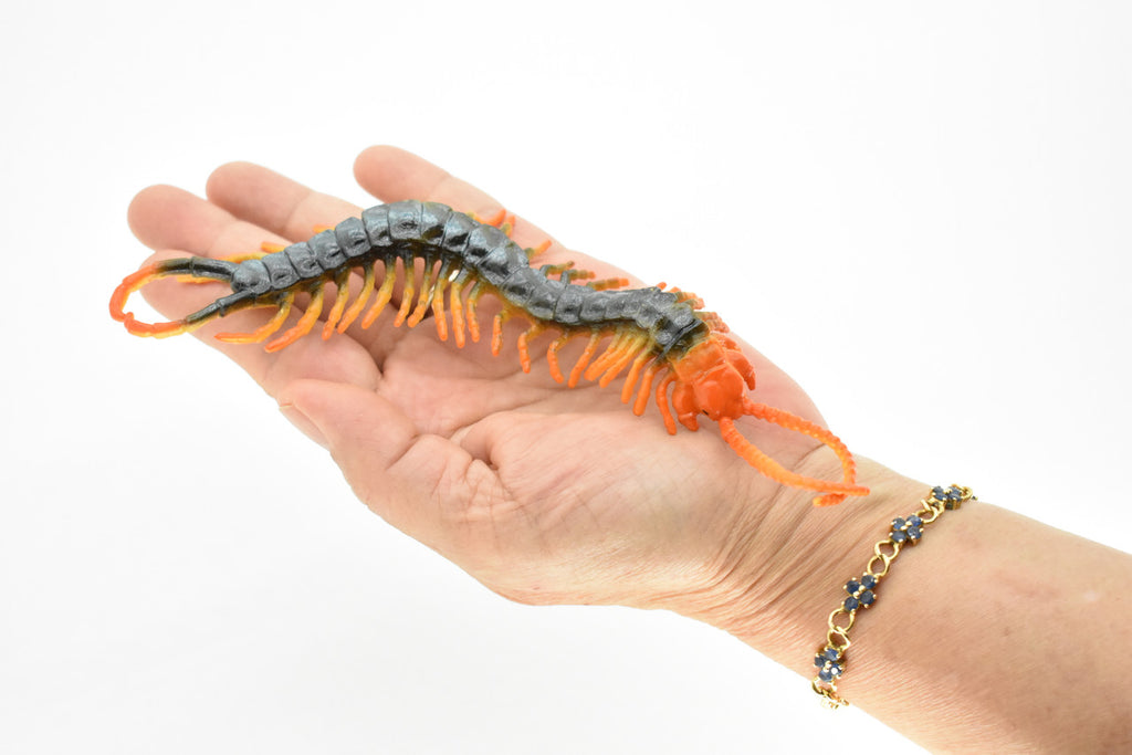 Centipede, Arthropods, Chilopoda, Museum Quality, Rubber Insect, Hand Painted, Realistic Toy Figure, Diorama Model, Kids, Educational,  7 Inches. 