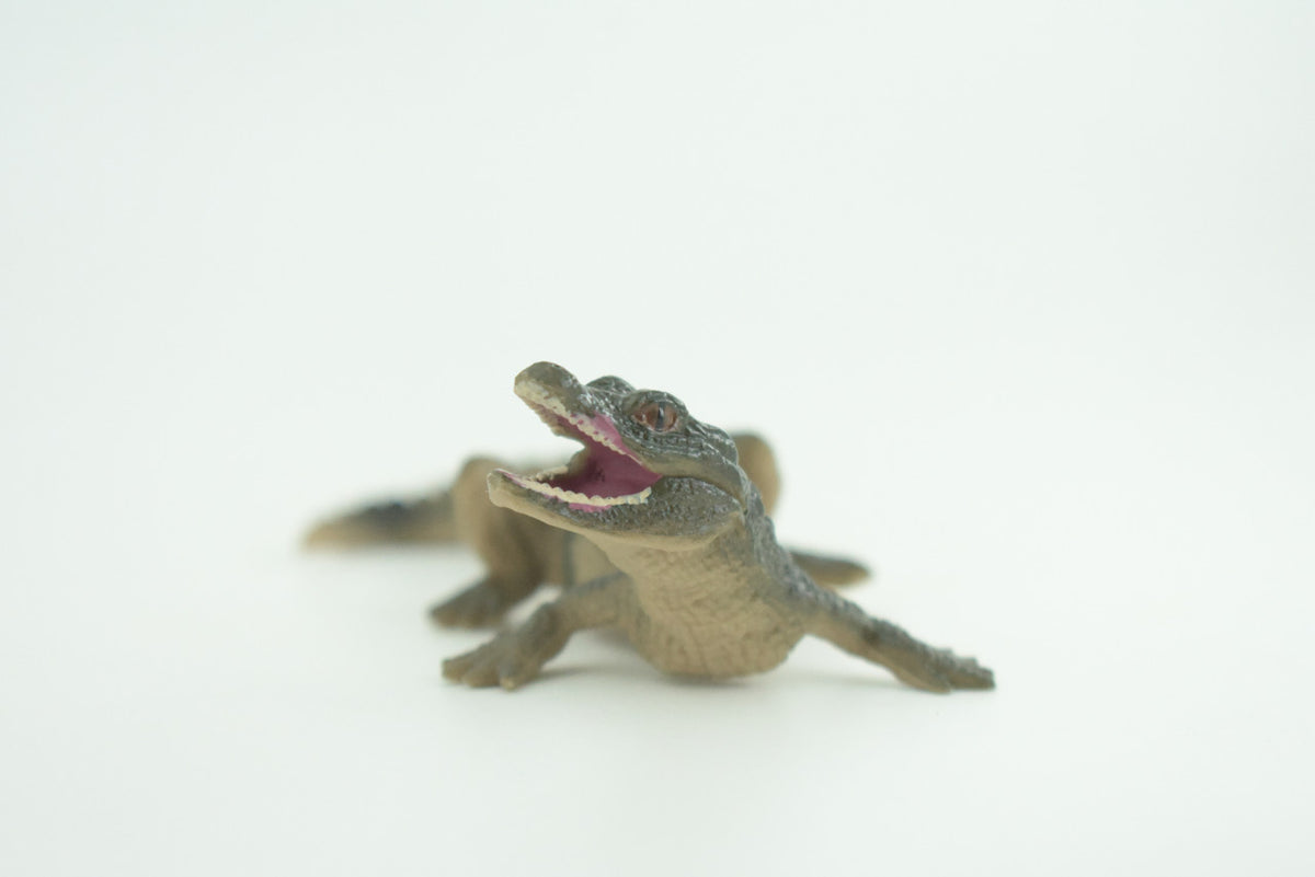 Alligator Baby, Crocodile, Museum Quality, Educational, Hand Painted, Rubber Reptile, Realistic, Diorama, Very Nice Design, Toys, Kids, Gift,   4 1/2 Inches.  CH952 BB209