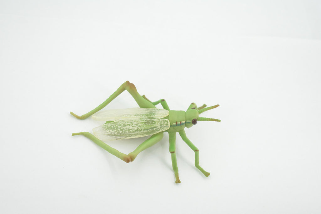 Grasshopper, Locusts, Museum Quality, Educational, Hand Painted, High Quality Rubber Insect, Realistic, Lifelike Design, Diorama Model, Kids,  4 Inches.