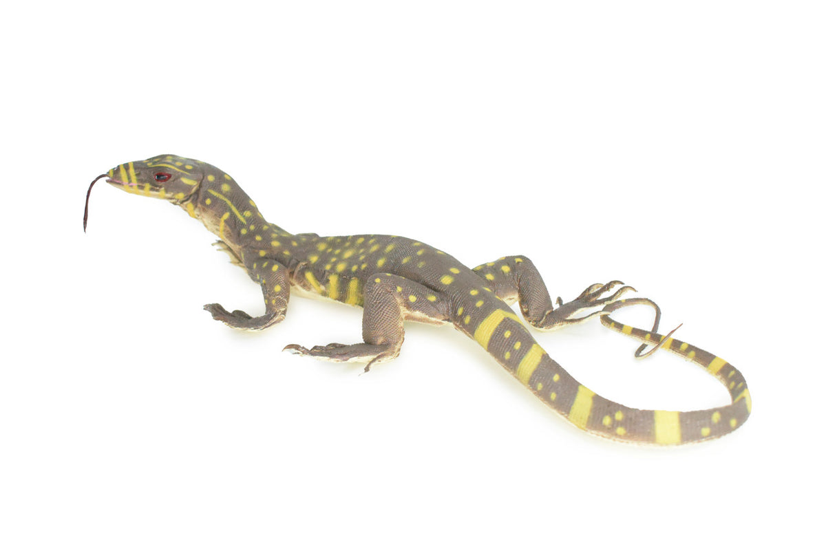 Monitor Lizard, Hand Painted, High Quality, Hard Rubber Lizard, Realistic Reptile, Toy Figure, Model, Replica, Kids, Educational,  13 Inches.