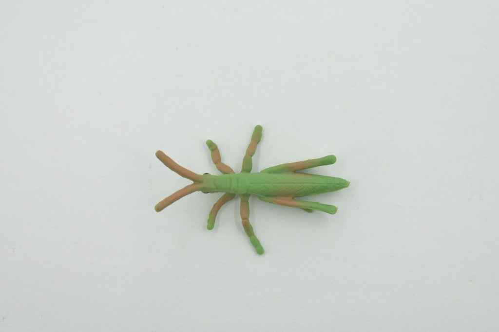 Grasshopper, Acrida, Acrididae, High Quality, Rubber Insect, Hand Painted, Realistic, Toy, Figure, Model, Replica, Kids, Educational, Gift,       2 "     CH619 BB167