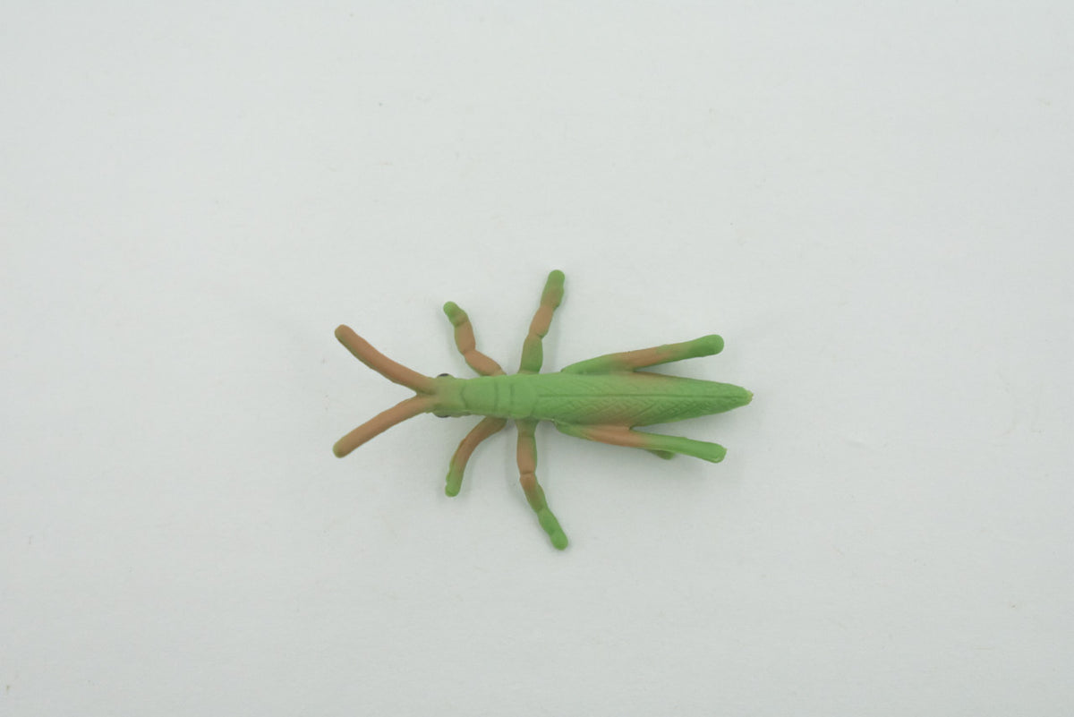 Grasshopper, Acrida, Acrididae, High Quality, Rubber Insect, Hand Painted, Realistic, Toy, Figure, Model, Replica, Kids, Educational, Gift,       2 "     CH619 BB167