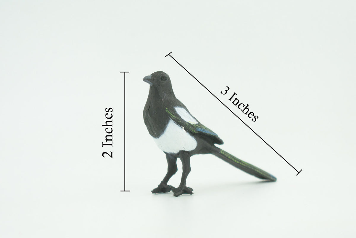 Magpie, Museum Quality, Educational, Hand Painted, Rubber Bird, Realistic, Toys, Kids, Gift, 3 Inches. CH739 BB184