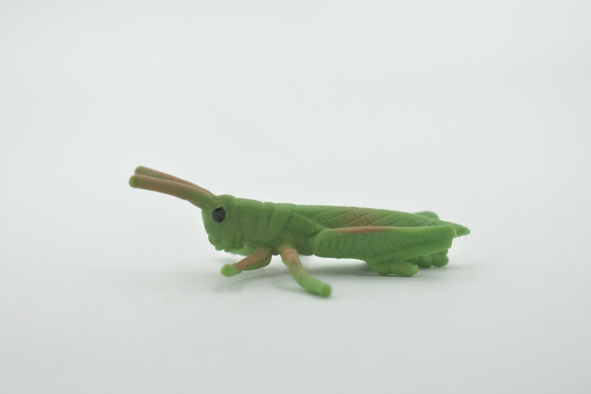 Grasshopper, Acrida, Acrididae, High Quality, Rubber Insect, Hand Painted, Realistic, Toy, Figure, Model, Replica, Kids, Educational, Gift,       2 "     CH619 BB167