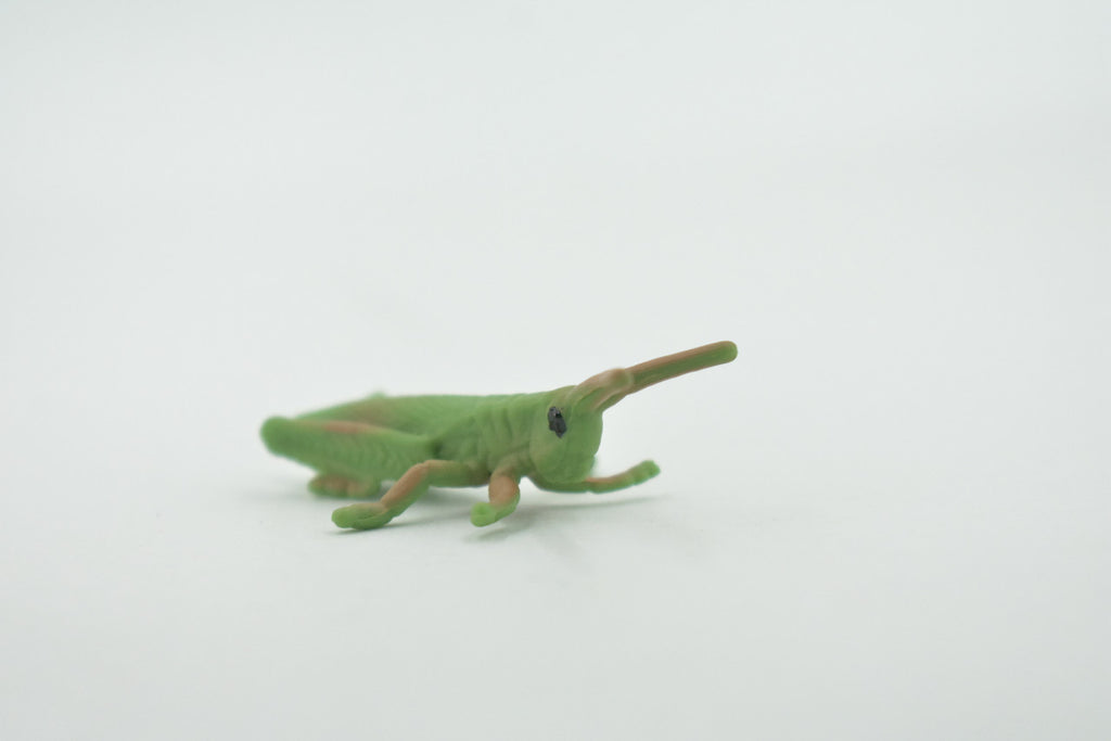 Grasshopper, Acrida, Acrididae, High Quality, Rubber Insect, Hand Painted, Realistic, Toy, Figure, Model, Replica, Kids, Educational, Gift,       2 "     CH619 BB167