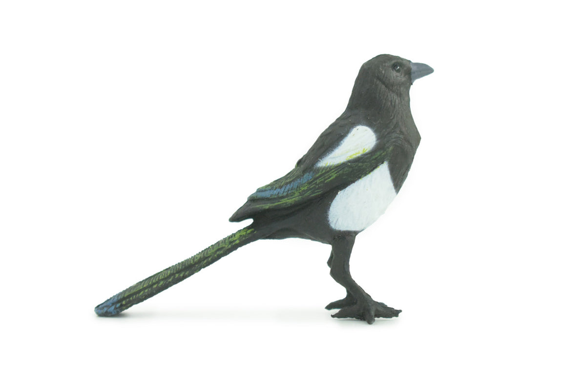 Magpie, Museum Quality, Educational, Hand Painted, Rubber Bird, Realistic, Toys, Kids, Gift, 3 Inches. CH739 BB184