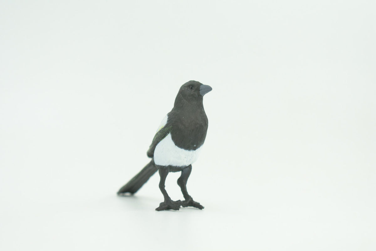Magpie, Museum Quality, Educational, Hand Painted, Rubber Bird, Realistic, Toys, Kids, Gift,    3 Inches.   CH739 BB184