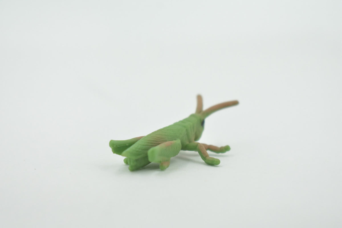 Grasshopper, Acrida, Acrididae, High Quality, Rubber Insect, Hand Painted, Realistic, Toy, Figure, Model, Replica, Kids, Educational, Gift,       2 "     CH619 BB167