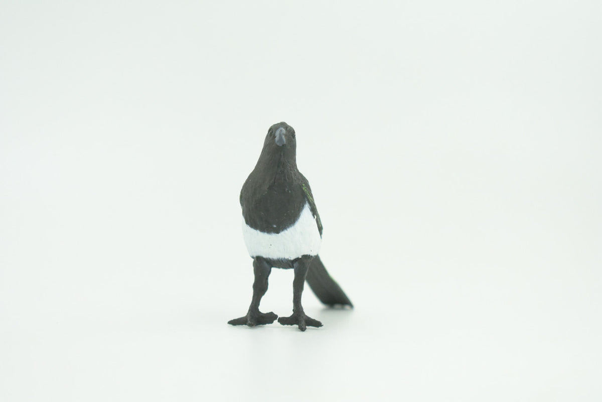Magpie, Museum Quality, Educational, Hand Painted, Rubber Bird, Realistic, Toys, Kids, Gift,    3 Inches.   CH739 BB184
