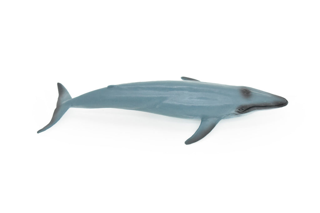 Blue Whale, Marine Mammal, Realistic Rubber Reproduction, Hand Painted Figurines    7"     CH156 B249