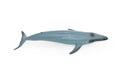 Blue Whale, Marine Mammal, Realistic Rubber Reproduction, Hand Painted Figurines    7"     CH156 B249