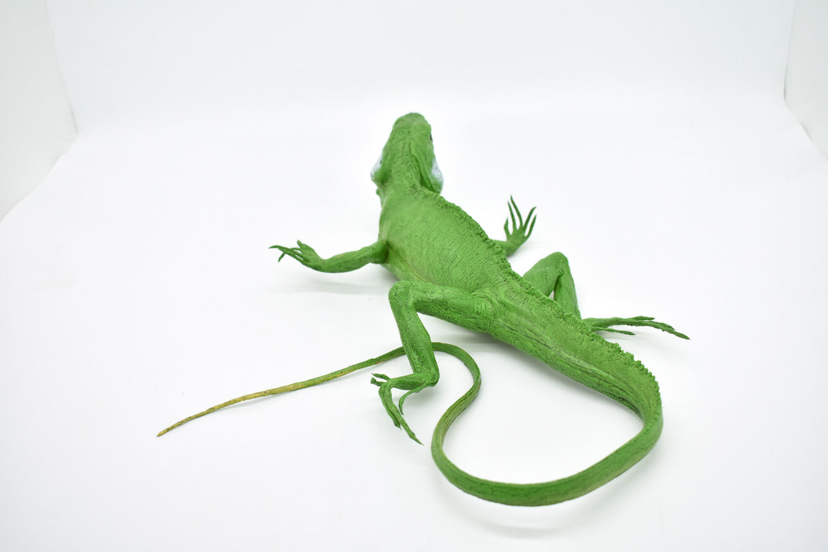 Iguana, Museum Quality, Rubber Reptile, Toy, Educational, Realistic Hand Painted Figure, Lifelike Model, Figurine, Replica, Gift,    22"    F7059 B236
