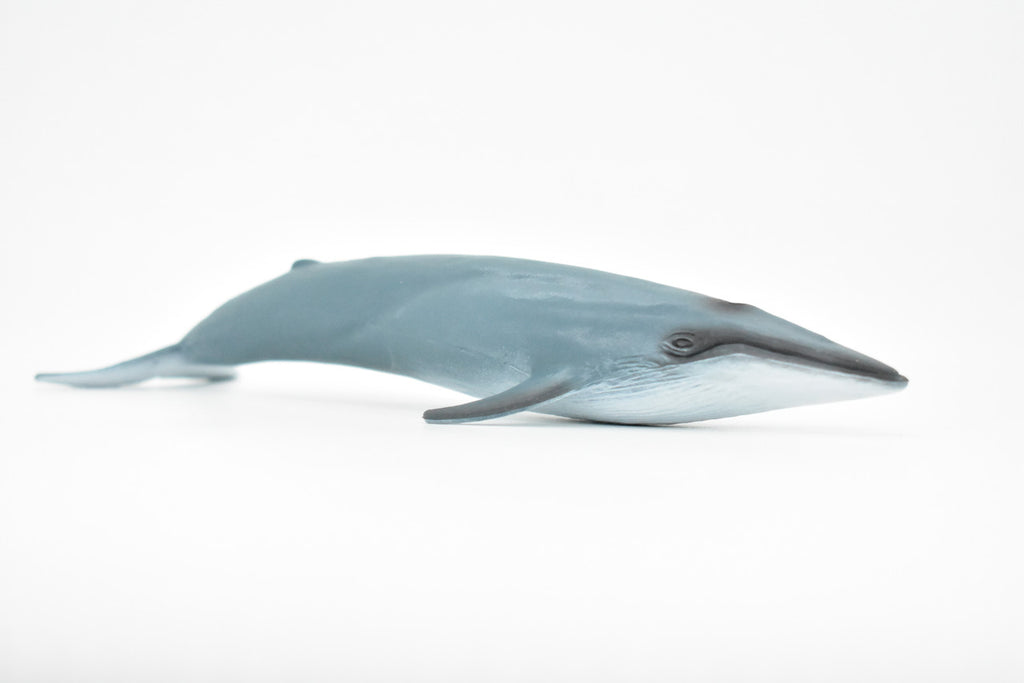 Blue Whale, Marine Mammal, Realistic Rubber Reproduction, Hand Painted Figurines    7"     CH156 B249