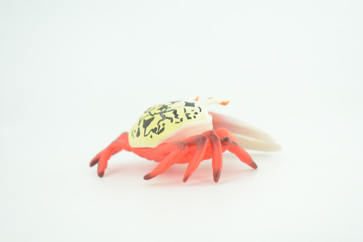 Fiddler Crab, Marine Crustaceans, Museum Quality, Hand Painted, Hard Rubber, Toy Figure, Diorama Model, Replica, Kids, Educational, Gift,    3 1/2 Inches.   CH1054 BB216