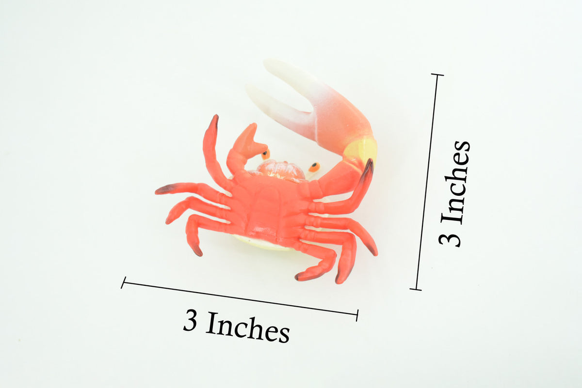 Fiddler Crab, Marine Crustaceans, Museum Quality, Hand Painted, Hard Rubber, Toy Figure, Diorama Model, Replica, Kids, Educational, Gift, 3 1/2 Inches. CH1054 BB216