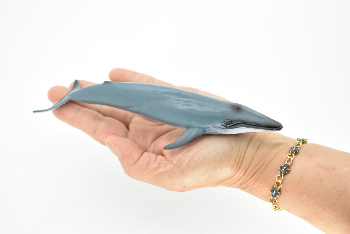 Blue Whale, Marine Mammal, Realistic Rubber Reproduction, Hand Painted Figurines    7"     CH156 B249
