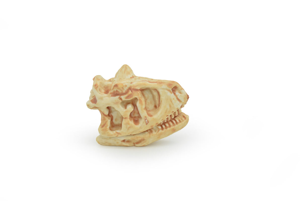 Carnotaurus, Dinosaur Skull Fossil, Cretaceous theropod, Very Realistic, Hard Rubber, Educational, Figure, Diorama Model, Prehistoric, Bones, Toy,  2 Inches 