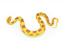 Snake, Yellow Python Snake Toy, Burmese Python, Coied, Rubber Reptile, Educational, Realistic Hand Painted, Figure, Lifelike Model, Figurine, Replica, Gift,       12"      F3588 B492