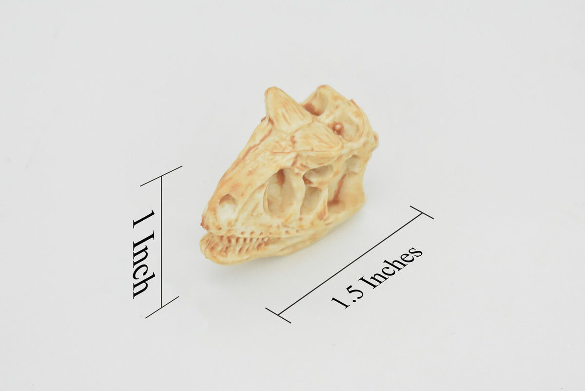 Carnotaurus, Dinosaur Skull Fossil, Cretaceous theropod, Very Realistic, Hard Rubber, Educational, Figure, Diorama Model, Prehistoric, Bones, Toy,  2 Inches 