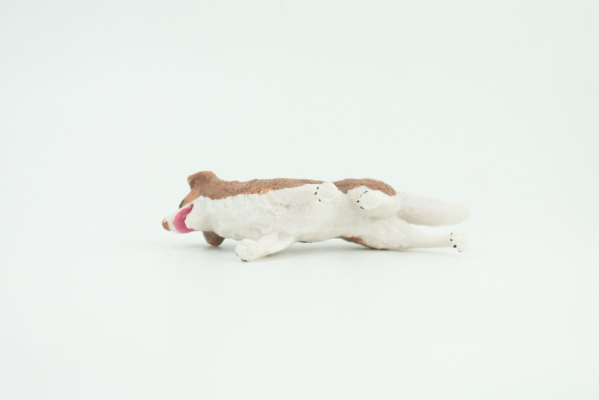 Australian Shepherd Dog, Rubber Canine, Hand Painted, Educational, Realistic, K9, Figure, Model, Replica, Toys, Kids, Gift,   3 Inches.  CH736 BB184