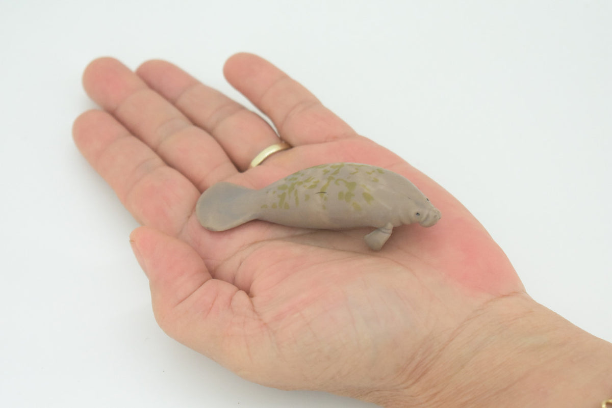 Manatee, Trichechus, Sea cow, Hand Painted, Educational, Rubber Animal, Realistic Figure, Lifelike, Gift,    3"    SF46 B15