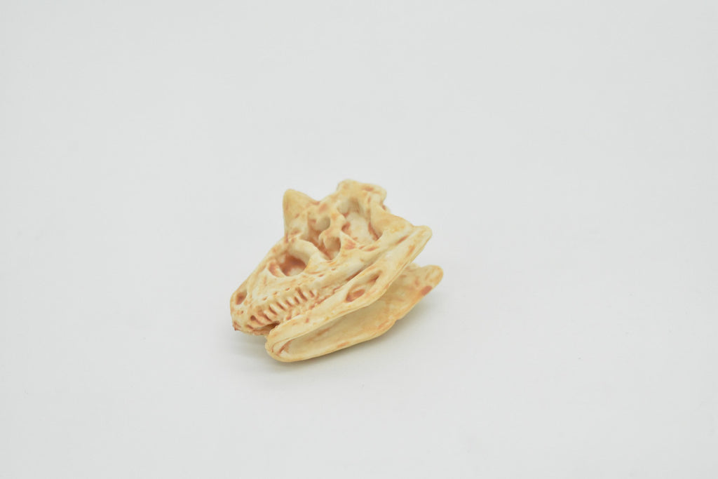 Carnotaurus, Dinosaur Skull Fossil, Cretaceous theropod, Very Realistic, Hard Rubber, Educational, Figure, Diorama Model, Prehistoric, Bones, Toy,  2 Inches 