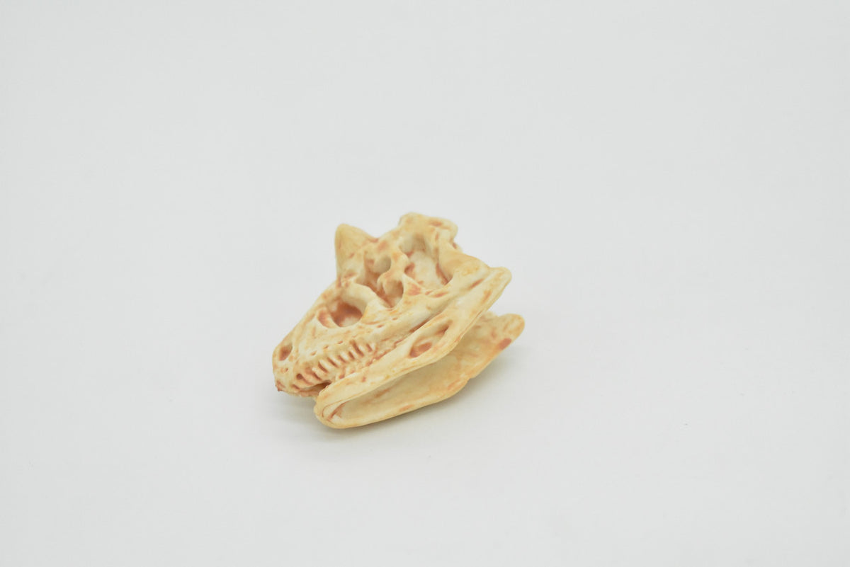Carnotaurus, Dinosaur Skull Fossil, Cretaceous theropod, Very Realistic, Hard Rubber, Educational, Figure, Diorama Model, Prehistoric, Bones, Toy,  2 Inches 