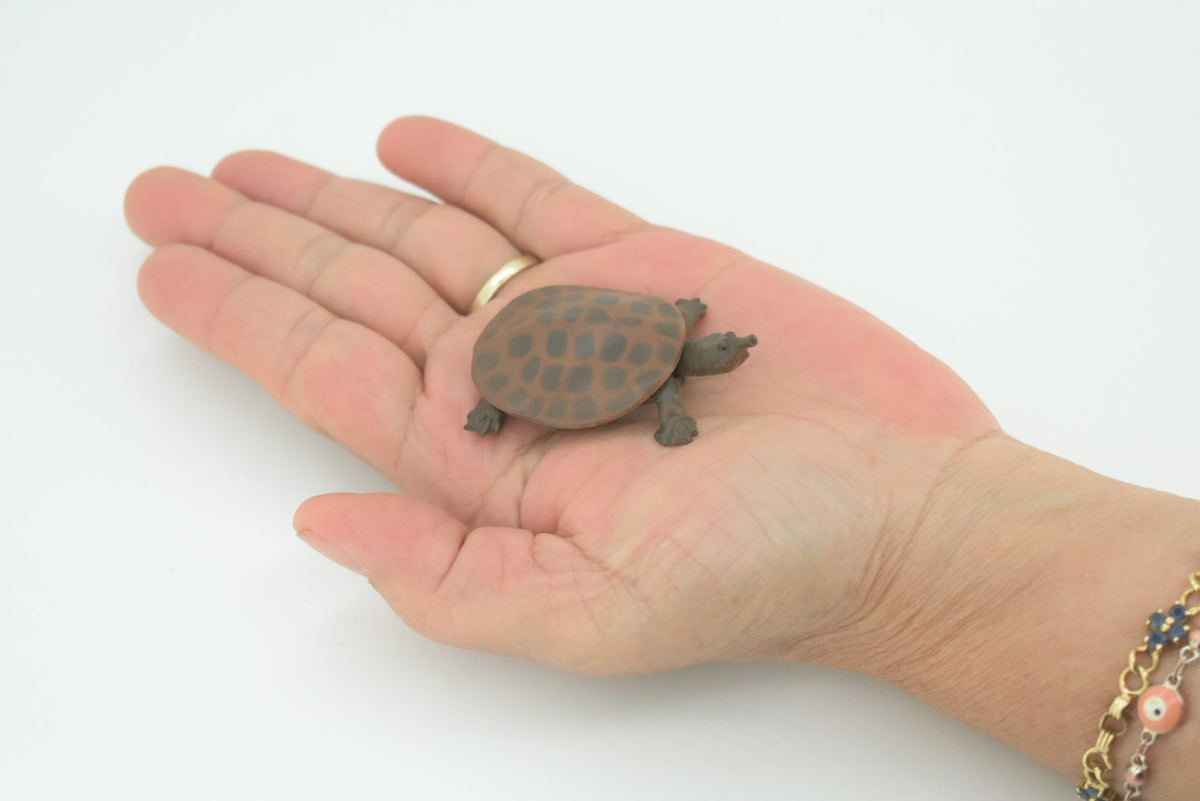 Softshell Turtle, Apalone spinifera, Freshwater Turtle, Hand Painted, Educational, Rubber Reptile, Realistic Figure, Lifelike, Gift,    2"    SF38 B15