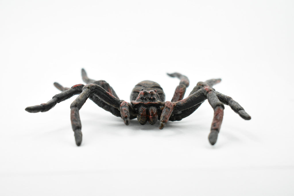 Wolf Spider, Arachnida, Museum Quality, Educational, Hand Painted, Rubber Insect, Diorama Model, Realistic, Kids, Toys, 5 Inches. 