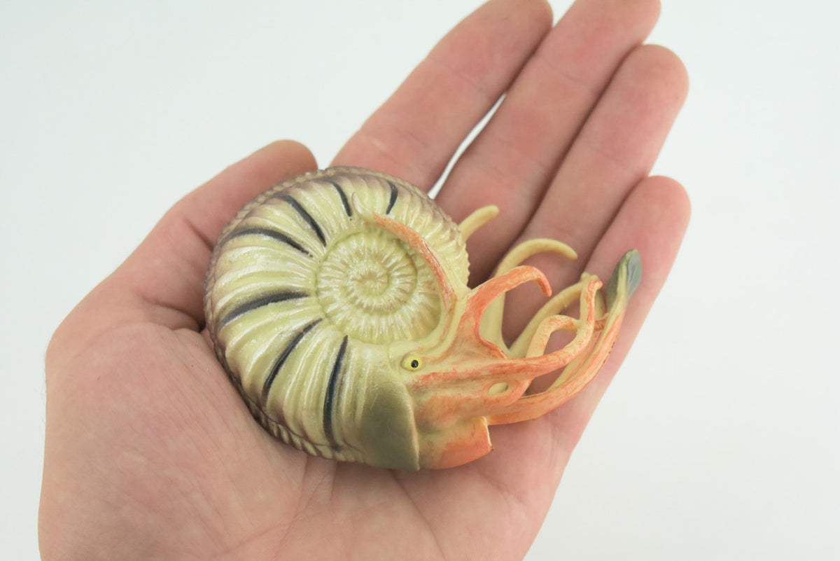 Nautilus, Pelagic Marine Mollusk, Museum Quality, Hard Rubber, Hand Painted, Realistic Toy Figure, Diorama Model, Kids, Educational, Gifts, 4 Inches. CH1045 BB217 