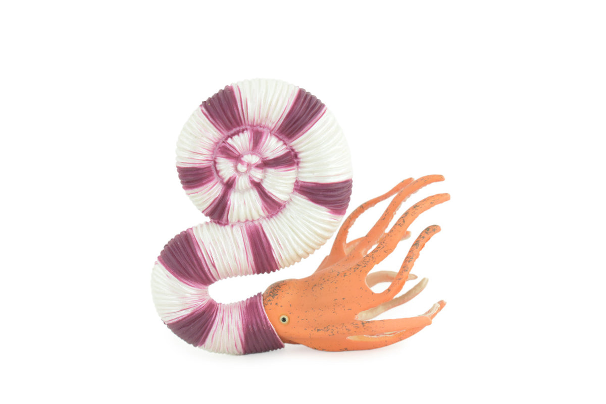 Ammonite Prehistoric Marine Animal, Ocean Fossil, Museum Quality, Rubber, Hand Painted, Realistic Toy Figure, Diorama Model, Kids, Educational, Gift, 4 Inches. CH1048 BB216