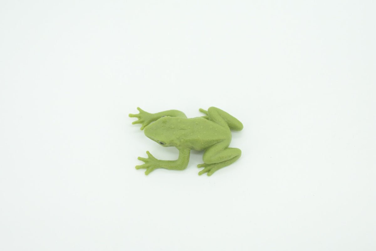 Green Tree Frog, Dumpy Tree Frog, Litoria caerulea, Hand Painted, Educational, Rubber Amphibian, Realistic Figure, Lifelike, Gift,    2 "   SF69B63
