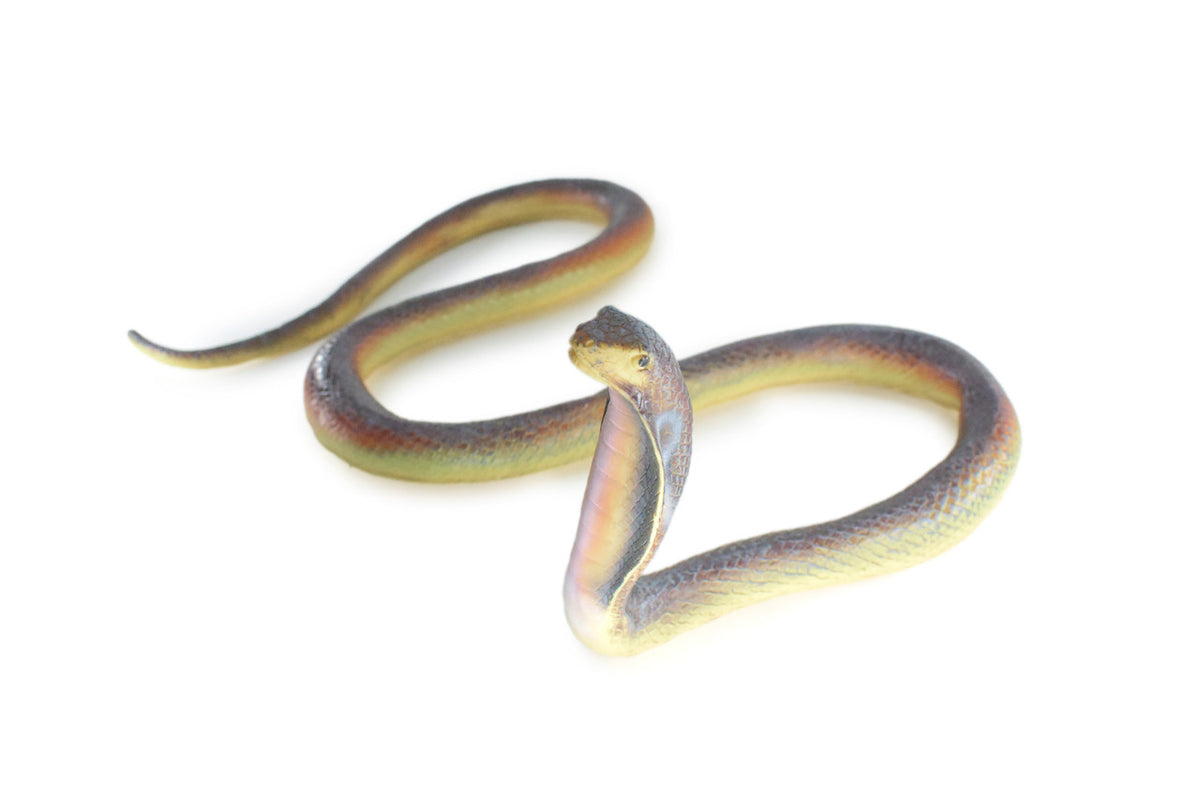 Cobra, Very Large, Hand Painted, Museum Quality, Soft Rubber Snake, Realistic Reptile, Model, Replica, Educational,  24 Inches, 7inches Tall.