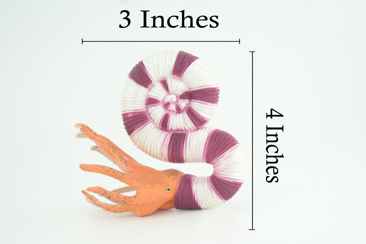 Ammonite Prehistoric Marine Animal, Ocean Fossil, Museum Quality, Rubber, Hand Painted, Realistic Toy Figure, Diorama Model, Kids, Educational, Gift, 4 Inches. CH1048 BB216