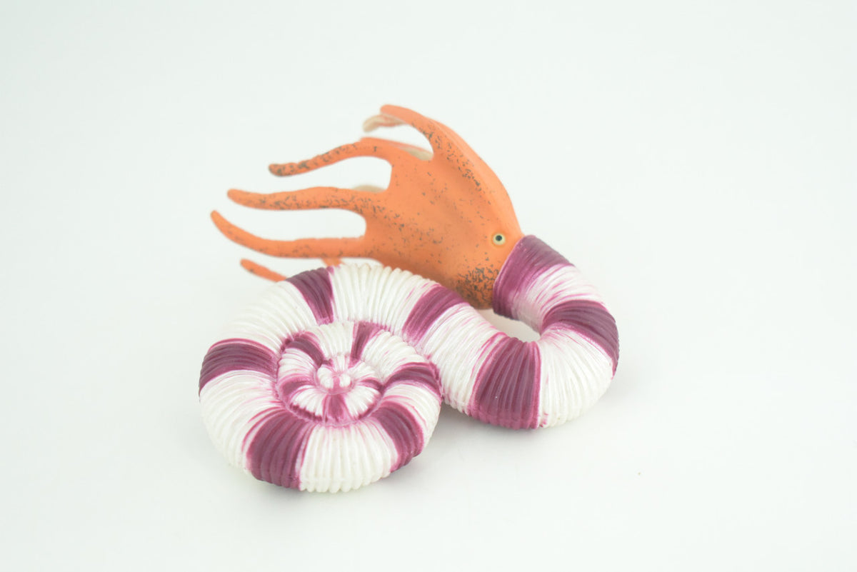 Ammonite Prehistoric Marine Animal, Ocean Fossil, Museum Quality, Rubber, Hand Painted, Realistic Toy Figure, Diorama Model, Kids, Educational, Gift,   4 Inches.   CH1048 BB216