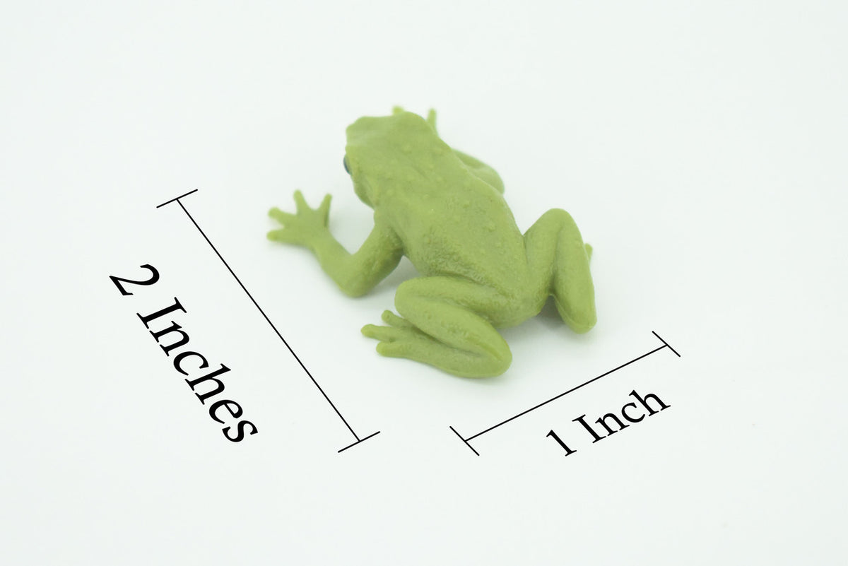 Green Tree Frog, Dumpy Tree Frog, Litoria caerulea, Hand Painted, Educational, Rubber Amphibian, Realistic Figure, Lifelike, Gift,    2 "   SF69B63