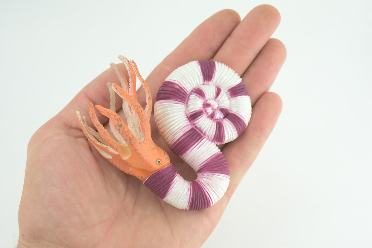 Ammonite Prehistoric Marine Animal, Ocean Fossil, Museum Quality, Rubber, Hand Painted, Realistic Toy Figure, Diorama Model, Kids, Educational, Gift, 4 Inches. CH1048 BB216